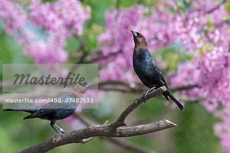 a brown-headed cowbird stretches in a pink redbud tree while another bird looks on.