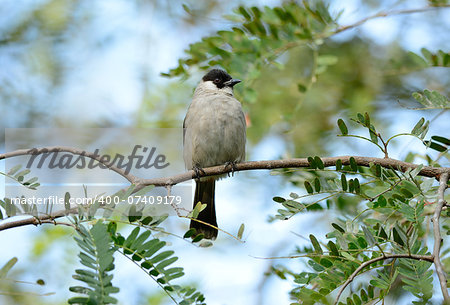 beautiful Sooty-headed Bulbul (Pycnonotus aurigaster) resting in branch