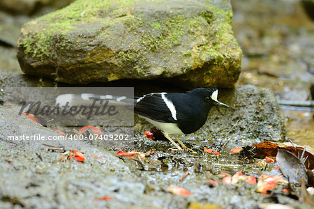 beautiful White-crowned Forktail (Enicurus leschenaulti) in Thai forest