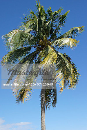 Coconut tree, Guadeloupe, Caribbean