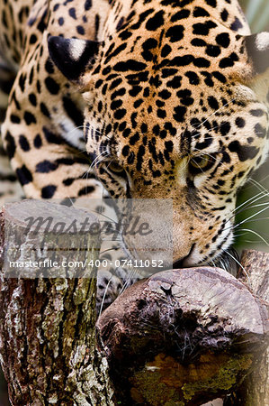 close up of a jaguar in the rain forest of Belize