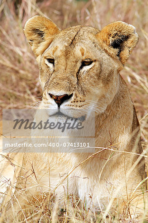 A lion (Panthera leo) on the Maasai Mara National Reserve safari in southwestern Kenya.