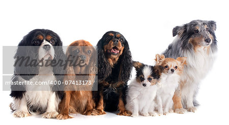 six dogs in front of white background