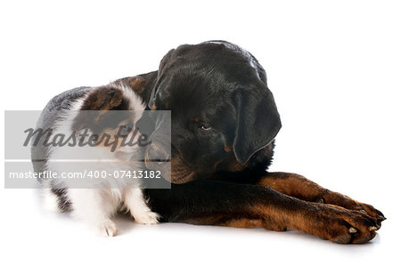 papillon puppy and rottweiler in front of white background