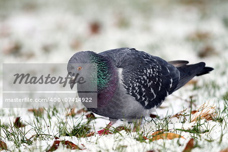 feral pigeon ( columba livia ) searching food in the grass covered by snow on a winter day