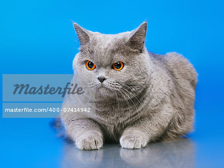 blue british shorthair cat, on blue background