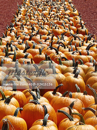 Perspective view of a row of pumpkins squared up neatly at a fall produce market.