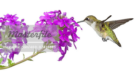 hummingbirds drinks nectar from a purple phlox