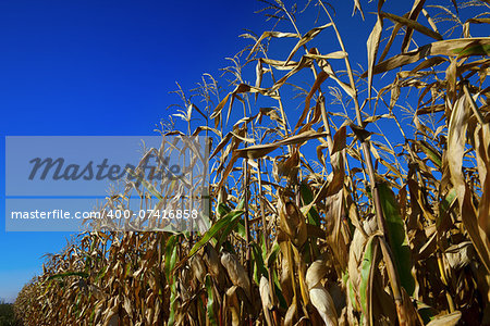 Cornfield and blue sky at nice sun day. Wide-angle view.
