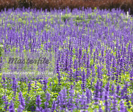 Meadow with blooming Blue Salvia herbal flowers. Blue Salvia is plant in the mint family.