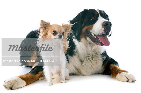portrait of a purebred bernese mountain dog and chihuahua in front of white background