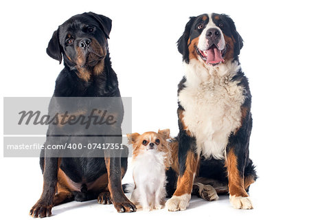 portrait of a purebred bernese mountain dog chihuahua and rottweiler in front of white background