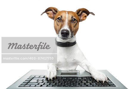dog computer pc tablet