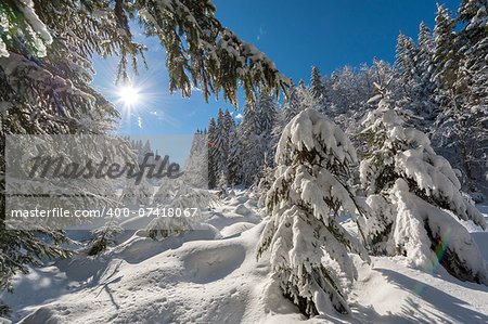 Sunny day after fresh snowfall in the forest.