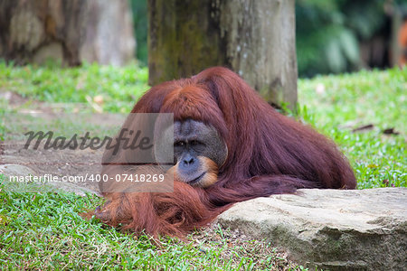 Male Orangutan Laying on the Grass Resting