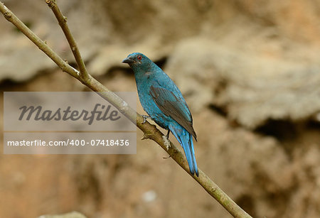 beautiful female Asian Fairy Bluebird (Irena puella) resting in branch