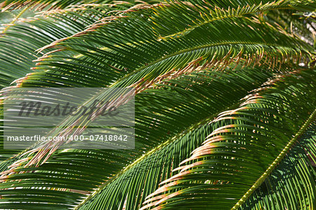 This pattern contains from palm leaves. Such plants are characteristic for south countries.