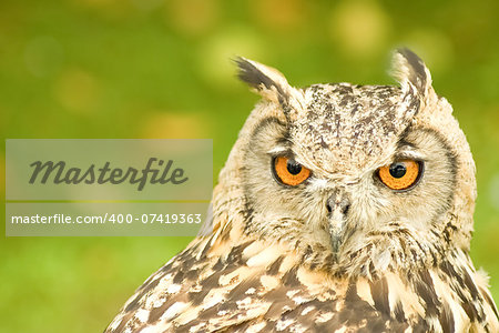 closeup head portrait of a bengal eagle owl