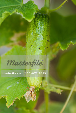 Fresh cucumber with spikes on the bed. Bio-product.