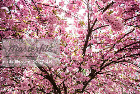 japanese tree with pink flowers