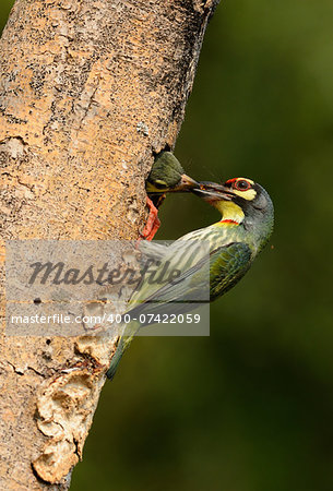 beautiful coppersmith barbet (Megalaima haemacephala) at the house hole