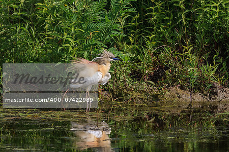 Squacco Heron (Ardeola ralloides) standing in a lake. Comana Natural Park, Romania