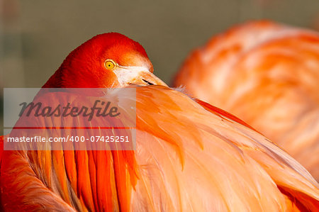 A closeup of the head of a flamingo.