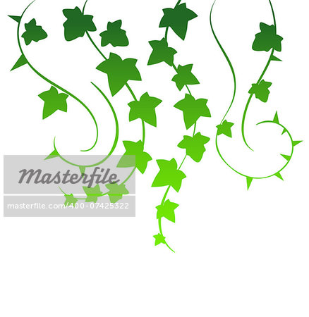 Vector illustration of Green ivy