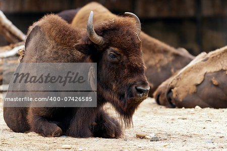 A bison lying on the ground