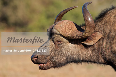 Portrait of an African or Cape buffalo (Syncerus caffer), Addo National park, South Africa