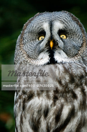 This is siberian gray owl. It is raptorial nocturnal bird.