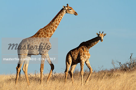 Two giraffe (Giraffa camelopardalis) in open grassland, South Africa