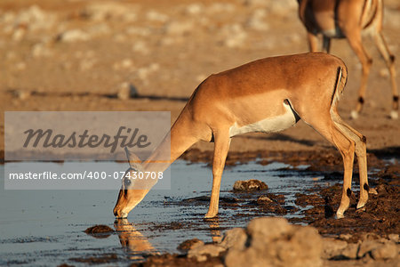 Impala antelope (Aepyceros melampus) drinking at a waterhole, Etosha National Park, Namibia