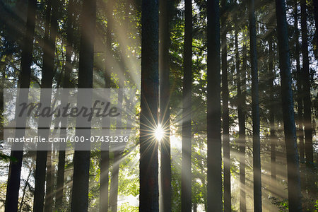 Sun shining through Forest, Schleswig-Holstein, Germany