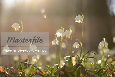Spring Snowflake (Leucojum vernum) Blossoms in Forest on Sunny Evening in Spring, Upper Palatinate, Bavaria, Germany