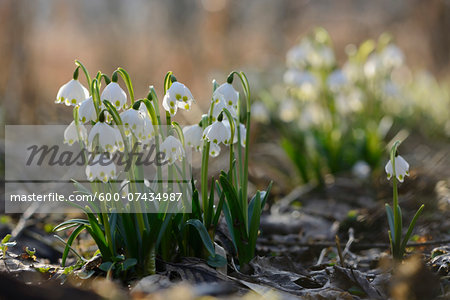 Close-up of Spring Snowflake (Leucojum vernum) Blossoms in Forest in Spring, Upper Palatinate, Bavaria, Germany