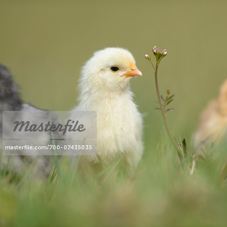 Close-up of Chick (Gallus gallus domesticus) in Meadow in Spring, Upper Palatinate, Bavaria, Germany