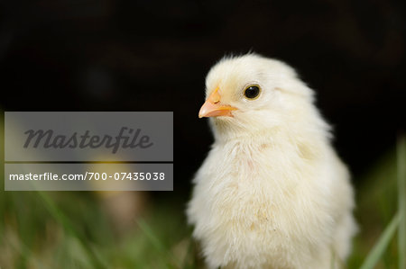 Close-up of Chick (Gallus gallus domesticus) in Meadow in Spring, Upper Palatinate, Bavaria, Germany