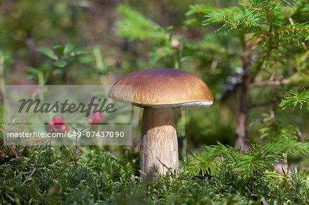 Boletus edulis (porcini) mushroom growing