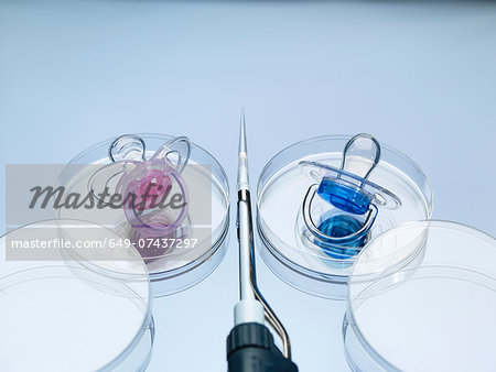 Two baby soothers in petri dishes illustrating boy and girl designer babies and genetic engineering Two baby soothers in petri dishes illustrating boy and girl designer babies and genetic engineering