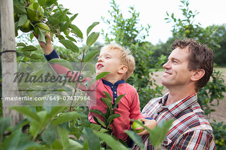 Farmer and son picking apples from tree in orchard