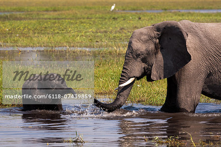 African elephants, Okavango Delta, Botswana