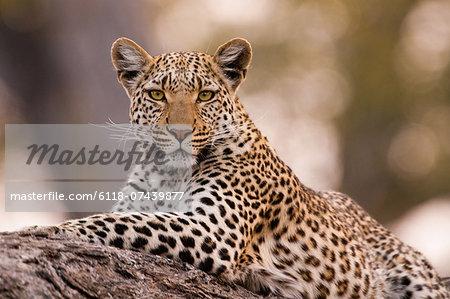 Leopard, Chobe National Park, Botswana