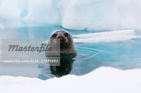 Weddell seal looking up out of the water, Antarctica