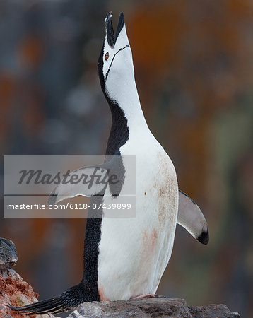Chinstrap penguin stretching flippers and looking upwards in a display, Antarctica