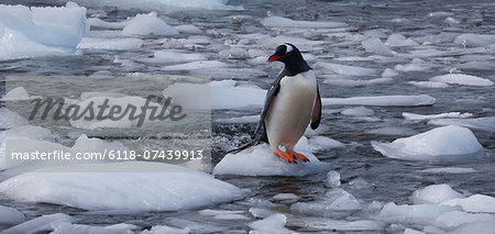 Gentoo penguin, Antarctica