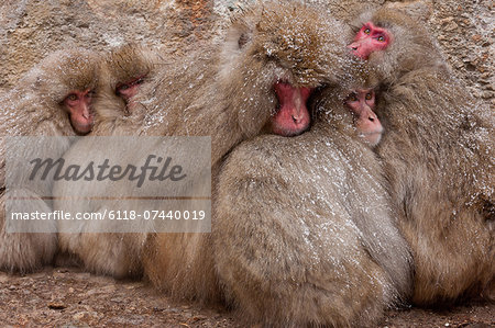 Japanese Macaques, Japanese Alps, Honshu Island, Japan