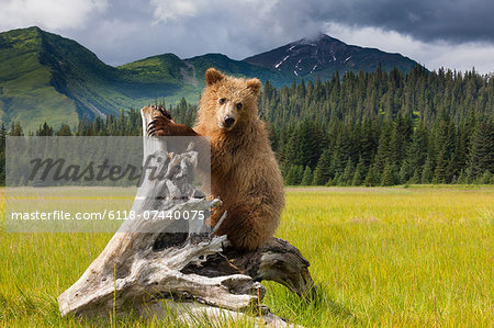 Brown bear, Lake Clark National Park, Alaska