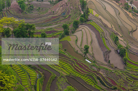 Terraced rice fields, Yuanyang, China