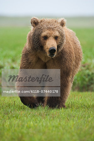 Brown bear, Katmai National Park, Alaska, USA